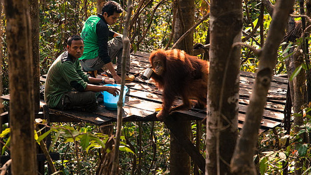 Wisata Bukit Lawang