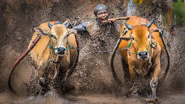 Pacu Jawi