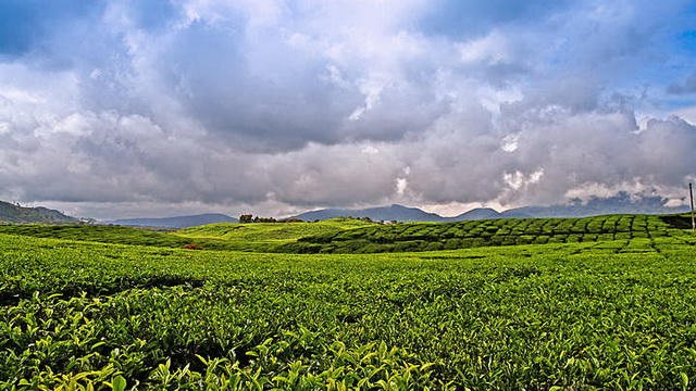 Wisata Perkebunan Teh Kayu