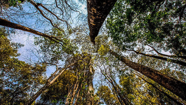 Wisata Taman Hutan Raya Ir. H. Djuanda