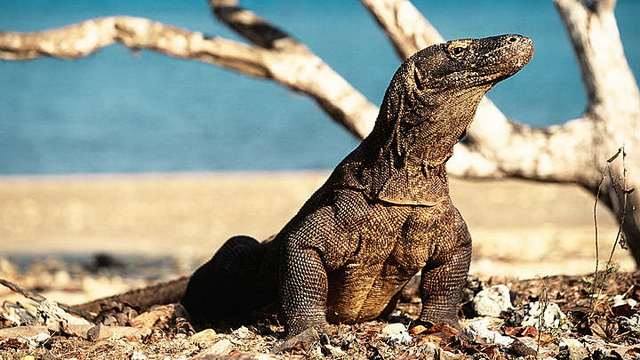 Wisata Taman Nasional Komodo