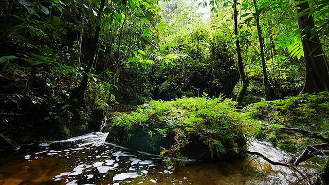 Wisata Taman Nasional Tesso Nilo