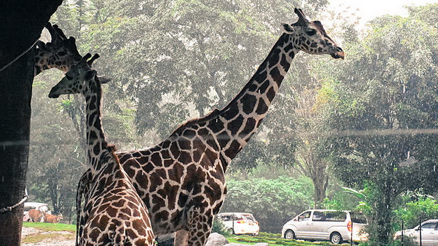 Wisata Taman Safari Bogor